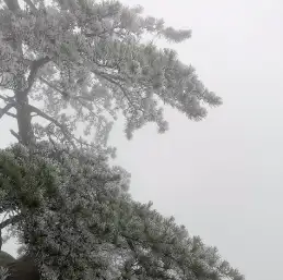 明月几时有的头像
