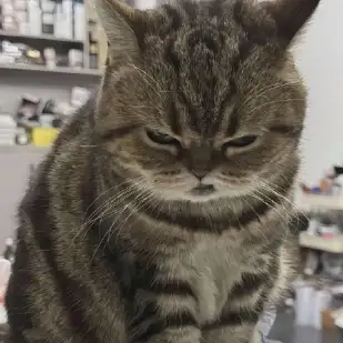 三富商大贾的头像