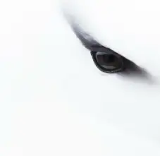 鹿的头像