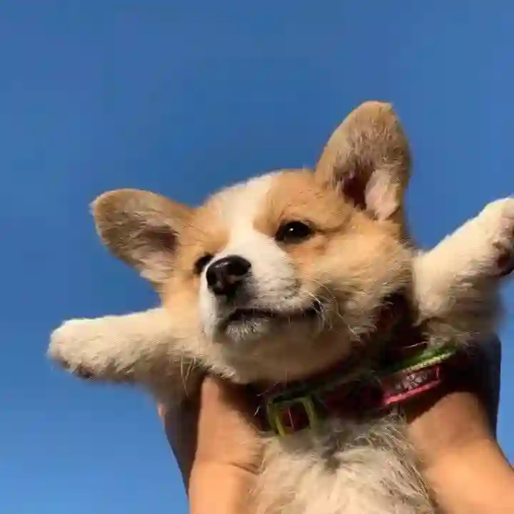 艾瑞巴弟的头像