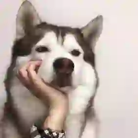 归屿的头像