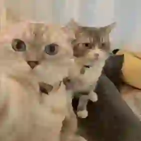 kimi的头像
