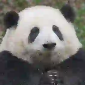 れい的头像